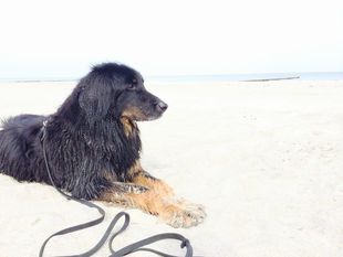 Amelina vom Rodenbächlein Amelina vom Rodenbächlein
