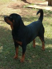 Buffy von Lagaju Buffy von Lagaju
