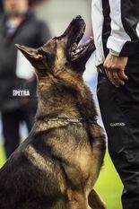 Henrik vom Wolfsheim Henrik vom Wolfsheim
