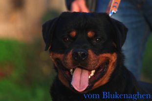 Crom vom Blukenaghen Crom vom Blukenaghen