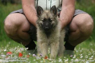 Brindle Wolf Sandman Brindle Wolf Sandman