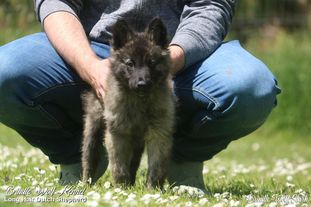 Brindle Wolf Stark Brindle Wolf Stark