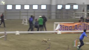 Simba (Ferranti) Simba (Ferranti)