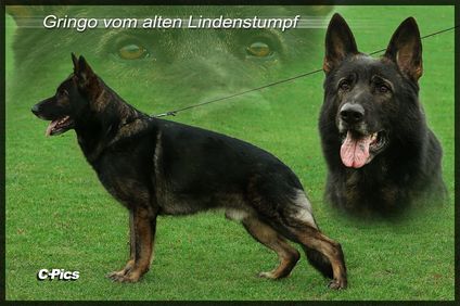 Gringo vom alten Lindenstumpf Gringo vom alten Lindenstumpf