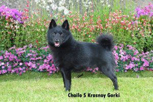 Chailo s Krasnoy Gorki Chailo s Krasnoy Gorki