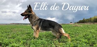 Elli de Dayuri Elli de Dayuri