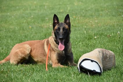 Dutch working malinois Ciara Dutch working malinois Ciara
