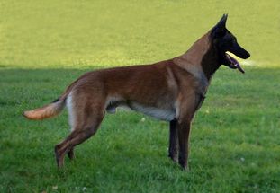 Boomerang Barathea Boomerang Barathea