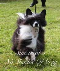 Sunstreaker No Shades Of Grey Sunstreaker No Shades Of Grey
