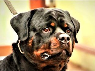 Balou von der Crossener Ranch Balou von der Crossener Ranch