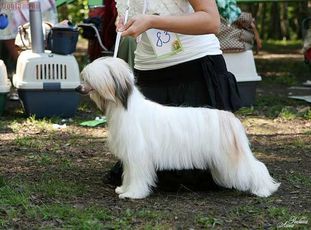 Olegro Katrin Leading Lady Dogland Olegro Katrin Leading Lady Dogland