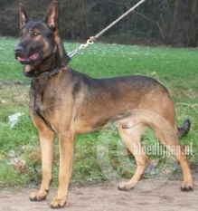 Dax (Chilcott) Dax (Chilcott)