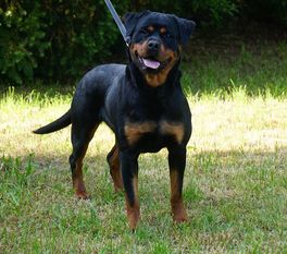 Kimba von der Bogenheide Kimba von der Bogenheide