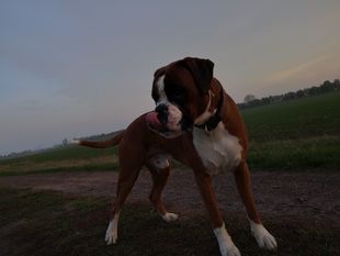 Kiba vom Brömchen Kiba vom Brömchen