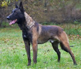 Patrol van het Groot Wezenland Patrol van het Groot Wezenland