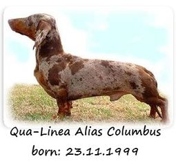 Qua-Linea Alias Columbus Qua-Linea Alias Columbus
