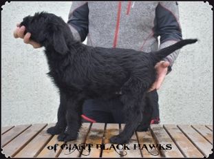 Argos of Giant Black Hawks Argos of Giant Black Hawks