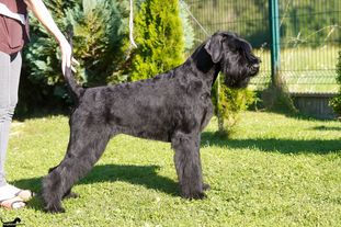 Sophirol Calypso Sophirol Calypso