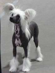 Gch Crest-vue's Bare'n It All Gch Crest-vue's Bare'n It All
