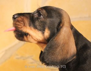 Jagdhund vom alten Friedrich Jagdhund vom alten Friedrich