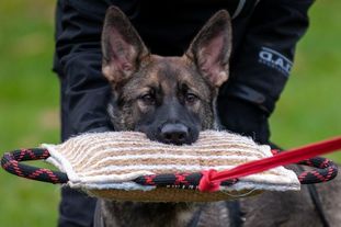 Piranha European K9 training base Piranha European K9 training base