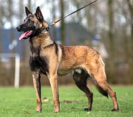 Ce Cyborg Sas van Gent Ce Cyborg Sas van Gent