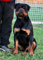 Messi von Schwarz Schloss Messi von Schwarz Schloss
