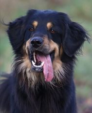 Luzzya ex Canis Lupus Luzzya ex Canis Lupus