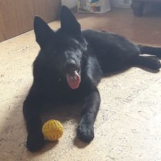 Gina vom Spatzenbühl Gina vom Spatzenbühl