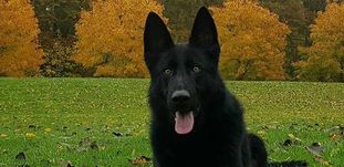 Ny Hund Bandit Ny Hund Bandit