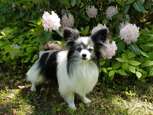 Dina der kleine Rattenfänger Dina der kleine Rattenfänger
