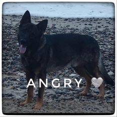 Angry von Starker Wille Angry von Starker Wille
