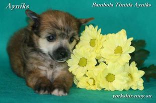 Bambola Timida Ayniks Bambola Timida Ayniks