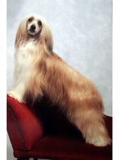 Xanton Peggy Sue At Tteswood Shcm: 3 Res Cc's Xanton Peggy Sue At Tteswood Shcm: 3 Res Cc's