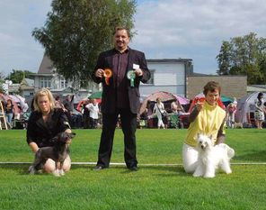 Golden Diamond Cresteds Assante Golden Diamond Cresteds Assante