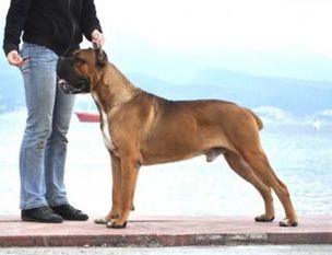 Marvin Della Porta Dipinta Working Dog