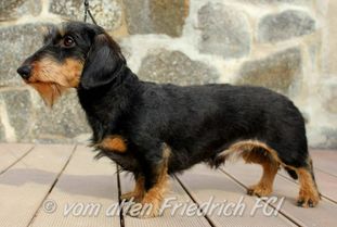 Faust vom alten Friedrich Faust vom alten Friedrich