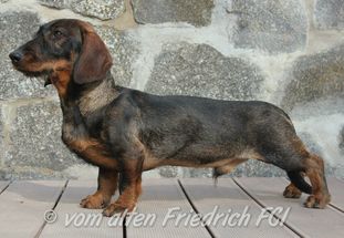 Dachskrieger Jähzorn Dachskrieger Jähzorn