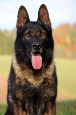 Madox vom Drumlin Wolf Madox vom Drumlin Wolf