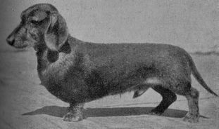 Zaunkönig von Königshufen Zaunkönig von Königshufen