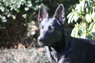 Nicudofaris Amata Nicudofaris Amata