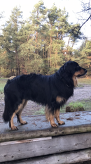 Darou vom Küstennebel Darou vom Küstennebel