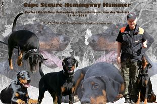 Cape Secure Hemingway Hammer Cape Secure Hemingway Hammer