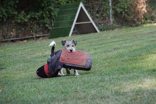 Elvis (Heisel) Elvis (Heisel)