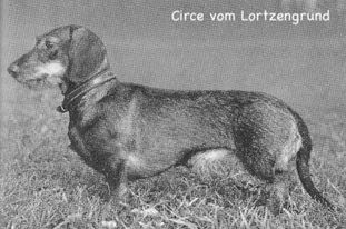 Circe vom Lortzengrund Circe vom Lortzengrund