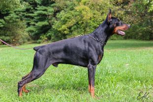 Hasko von der Schwarz Hasko von der Schwarz