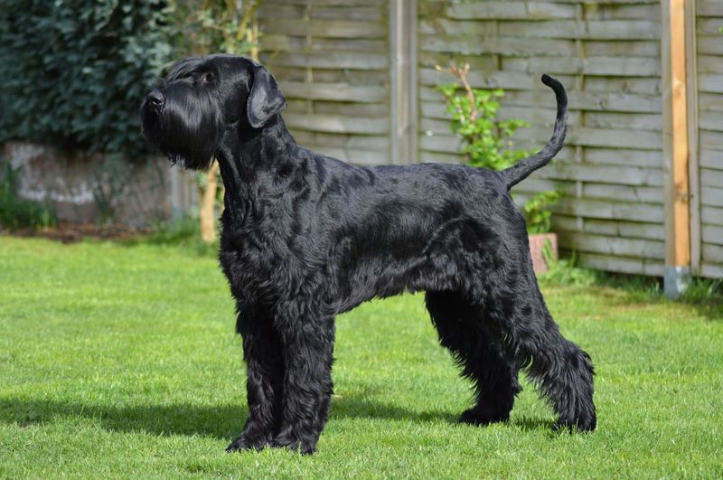 King And Lionheart Ventus Barbatus Working Dog