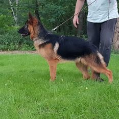 Nora-Akira vom Haus Kasfeld Nora-Akira vom Haus Kasfeld