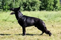 Exceligmos Velar