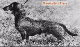 Drevskallets Tjans Drevskallets Tjans